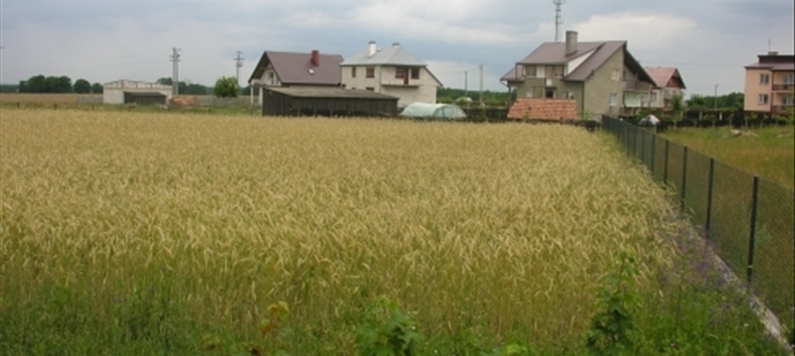 Trzcianne Part 226 04